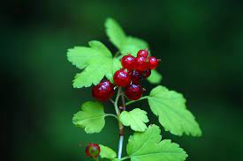 Ribes (currant) alpinum 'green mound' (green mound dwarf alpine currant) dense, compact form with good resistance to leaf disease. How To Grow And Care For Alpine Currant