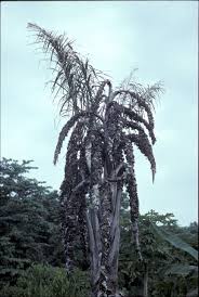 Image result for Raphia australis