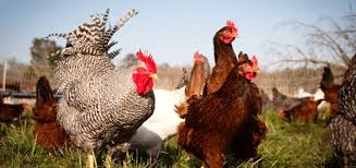 Choisissez vos poules pondeuses parmi cette liste de 10 races. Creer Un Elevage De Poules Pondeuses Tout Savoir