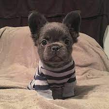 The dogs were dubbed bouledogue francais. Good Night Cute Baby Animals Puppies Bulldog Puppies