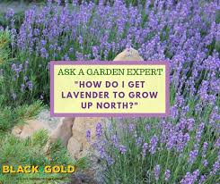 It also depends on which part of the plant you're drying. Black Gold How Do I Get Lavender To Grow Up North