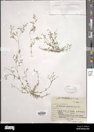 Image result for Polycarpaea prostratum