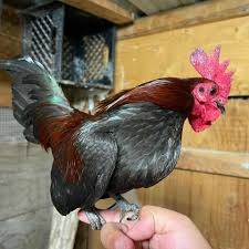 Maybe you would like to learn more about one of these? Bantam Chicken Eggs Height Size And Raising Tips