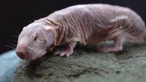 Meet The Naked Mole Rat Youtube