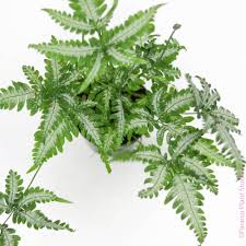 Image result for Pteris