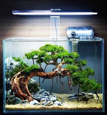 It S Very Amazing Bonsai Aquascape Tank Aquarium Landscape Freshwater Aquarium Plants Planted Aquarium