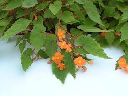 Image result for Vernonia sutherlandii