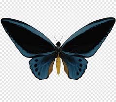 Ada beberapa fakta menarik dan unik yang dimiliki oleh serangga indah ini, berikut ulasannya. E S Butterfly Ii Sketsa Kupu Kupu Biru Png Pngegg