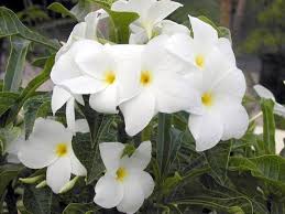 Pin On Unusual Flowers And Plants