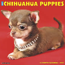 Find female chihuahua puppies and dogs from a breeder near you. Just Chihuahua Puppies 2020 Wall Calendar Dog Breed Calendar Willow Creek Press 9781549205828 Amazon Com Books