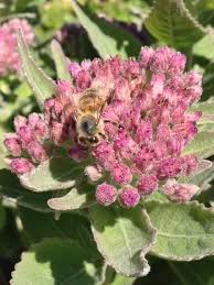 Image result for Pluchea bequaertii