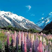 Maka bergembiralah penjantan penjantan di kebanyakkan ladang di new zealand. Musim Bunga Musim Mesra Homestay Tours New Zealand Facebook