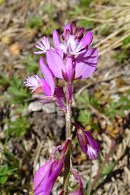 Image result for Polygala