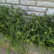 Image result for Carex