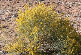 Image result for Gnidia chapmanii