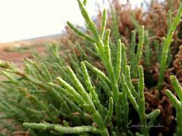 Image result for Spirostachys