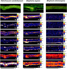 Image result for Blepharis diversispina