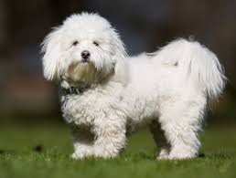 The coton de tulear is a hardy, sturdy yet small dog. Coton De Tulear Breed Information Characteristics Heath Problems Dogzone Com