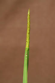 Image result for Eleocharis acutangula