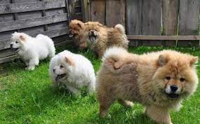 Beautiful Purebred Chow Chow Puppies East London Dogs Puppies The Best Bunny Chow In Durban South Afric Chow Chow Puppy Chow Puppies For Sale Puppies For Sale