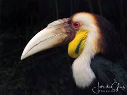 Issue 9 of lammergeier features work from gwen aube, kelle clark, and roger peet Lammergier Picture Of Pairi Daiza Brugelette Tripadvisor