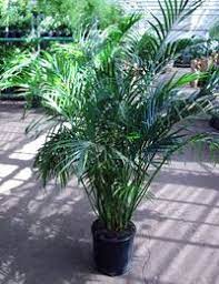 Chamaedorea cataractarum , the cat palm, cascade palm, or cataract palm, is a small palm tree. Cat Palm Chamaedorea Cataractarum Hoping I Don T Kill It Bought It About 5 1 2 Foot Tall And Florida Palm Trees Florida Landscape Ideas Tropical Garden