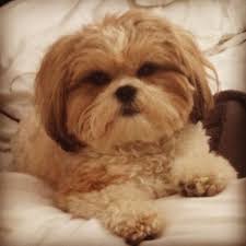 Shih tzu bichon (bichon frise/shih tzu) puppies for sale by tlc kennel of colorado. Shih Tzu Bichon Puppies Iowa Bmo Show