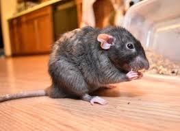 Pin Auf Rat