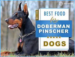 8 Best Foods To Feed Your Adult And Puppy Doberman Pinscher