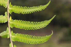 Image result for Christella gueinziana