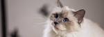 Birman Cat Breed Information, Pictures, Characteristics ...