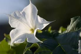 Image result for durman obecný plod