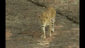 Sanjay Gandhi National Park