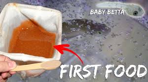 Bettafish Breeding Part 4 Hatching Of Eggs Betta First Food Hatching Brine Shrimps Youtube