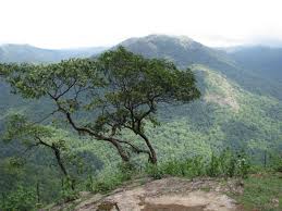 1 dead, 8 injured after bus falls off road at Sakleshpur in Karnataka - The  Hindu