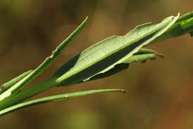 Image result for Gerardiina angolensis