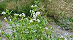 Image result for Oldenlandia angolensis