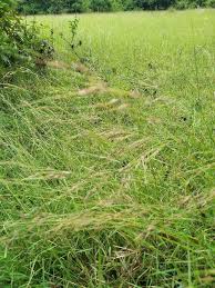 Image result for Aristida stipoides