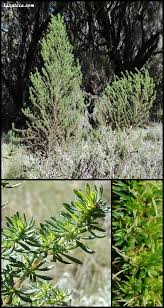 Image result for Anthospermum usambarense