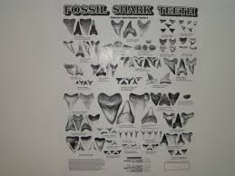 shark teeth chart shark tooth poster shark tooth chart