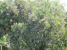 Image result for Philenoptera