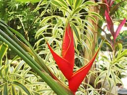 We did not find results for: Costa Rica S Unique Flora Hotspots Funny How Flowers Do That