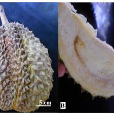 How to plant durian seeds. Pdf Yield And Harvest Quality Of Thinned Durian Durio Zibethinus Murray Cv Puyat