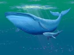 Dispose d'un nombril de la taille d'une assiette. Curiositetop Quel Est L Animal Le Plus Grand Du Monde Baleine Bleue Baleine Cetaces
