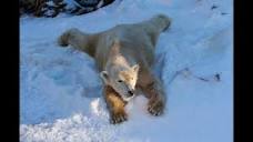 Polar Bears Play in Snow at the San Diego Zoo - YouTube