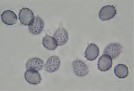 Image result for Russula variata