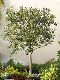 Image result for Olea europaea