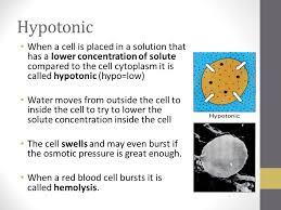 Plant cell burst if placed in hypotonic solution. Transport Across Cell Membranes Ppt Download