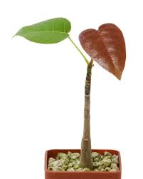 Image result for Bombax