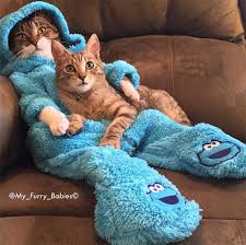 Meet Joey The Cookie Monster Onesie Wearing Cat